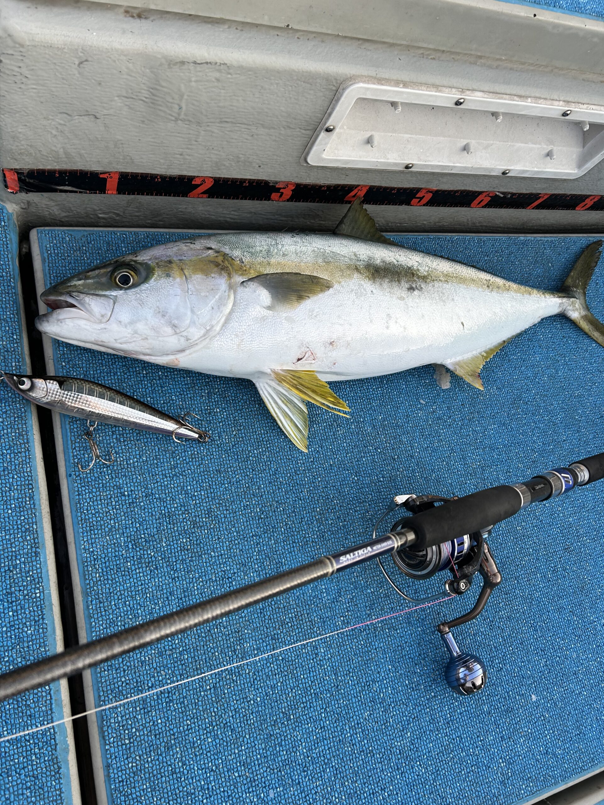 ヒラマサGET🐟