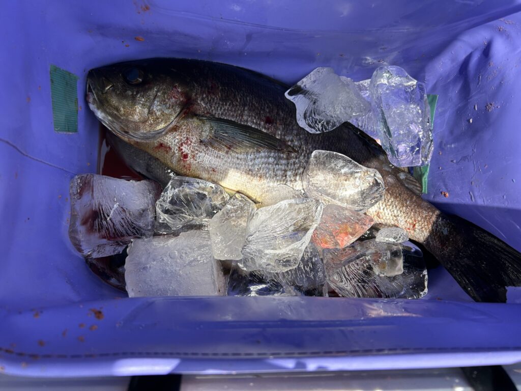 13日(金)大鯛🎣
