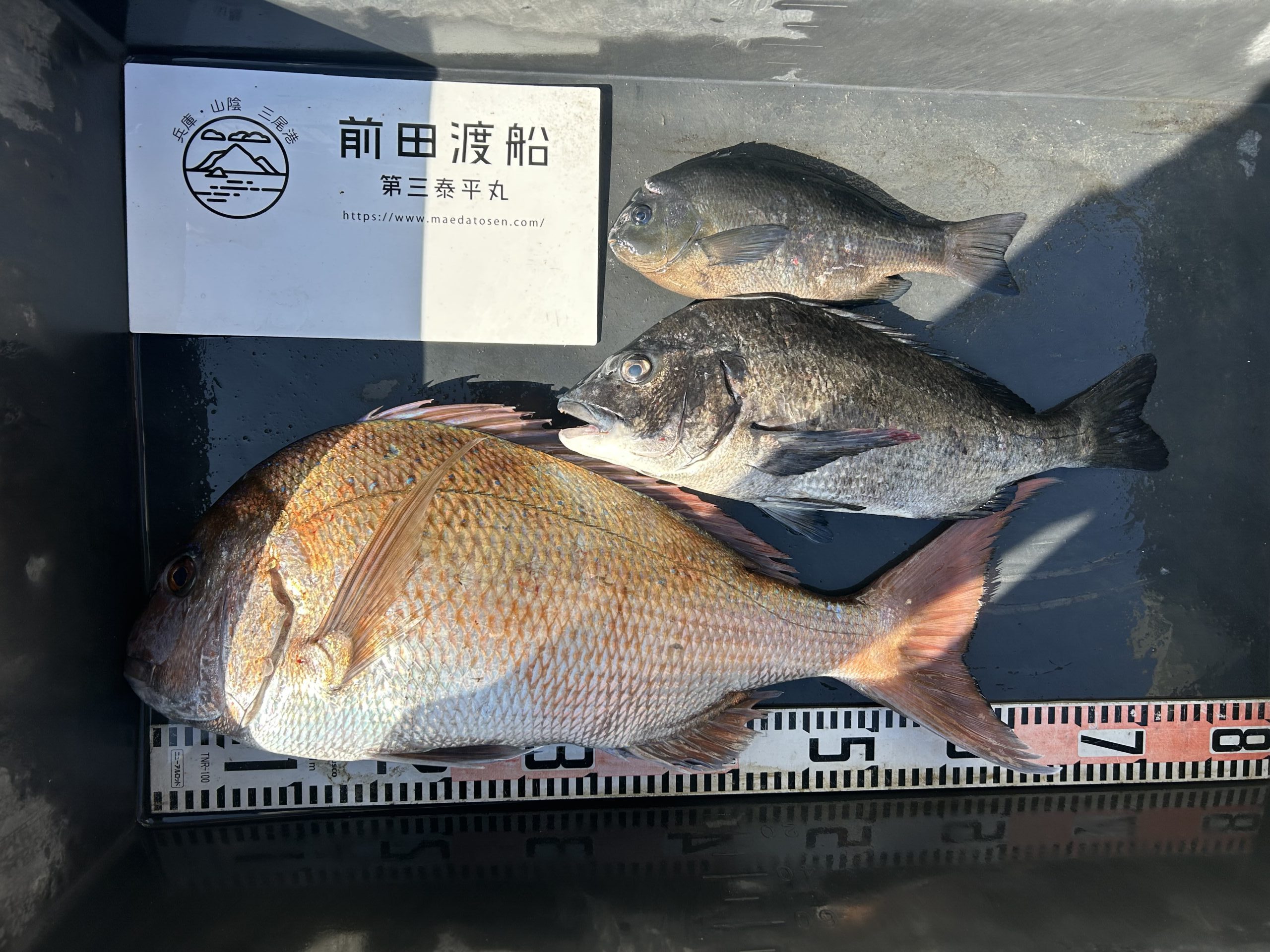 鯨と鯛 17日(火)マダイ&尾長グレ🐟