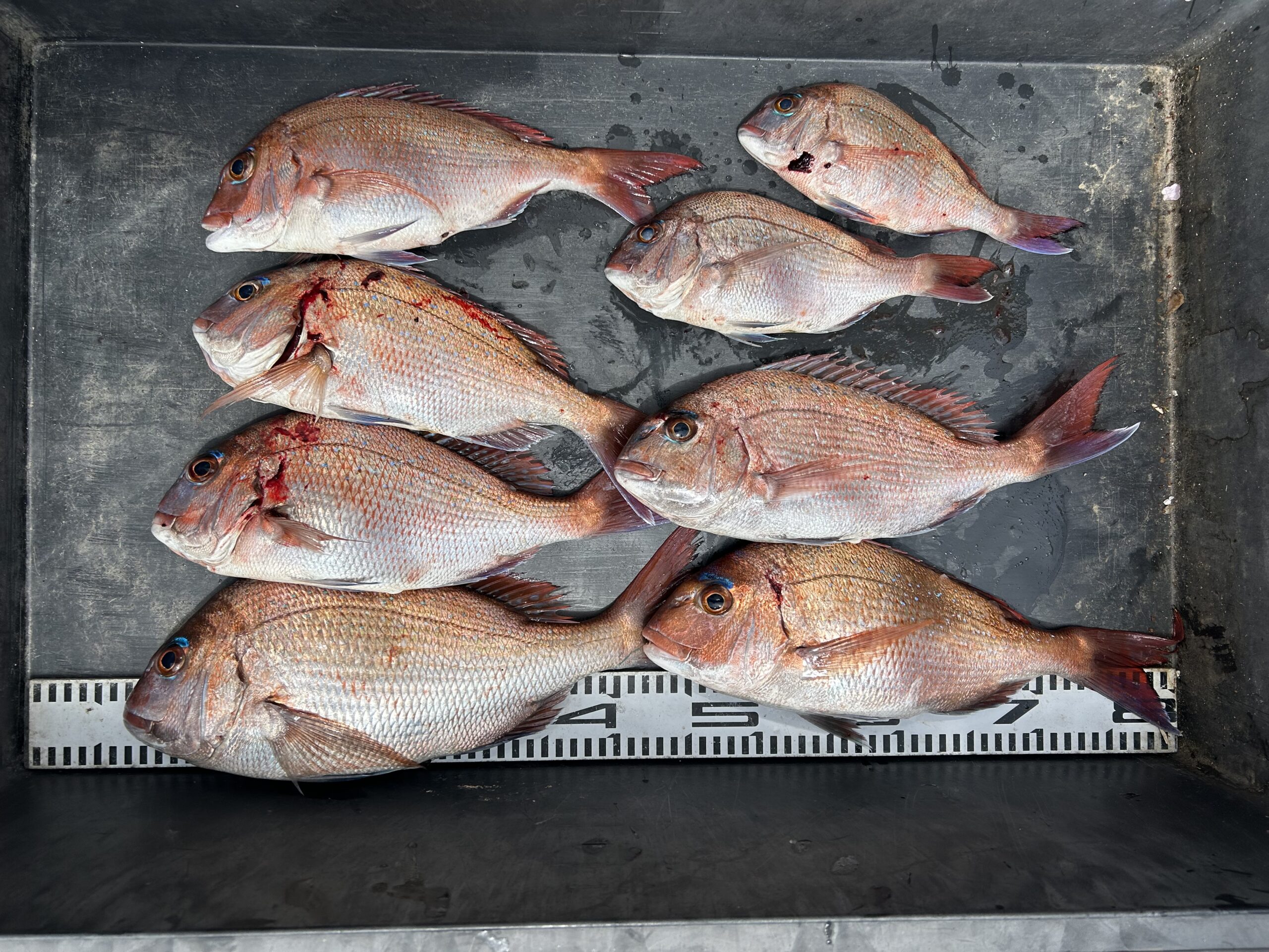 船釣りタイ30号2.3メ-タ- 13日(月)マダイ🎣