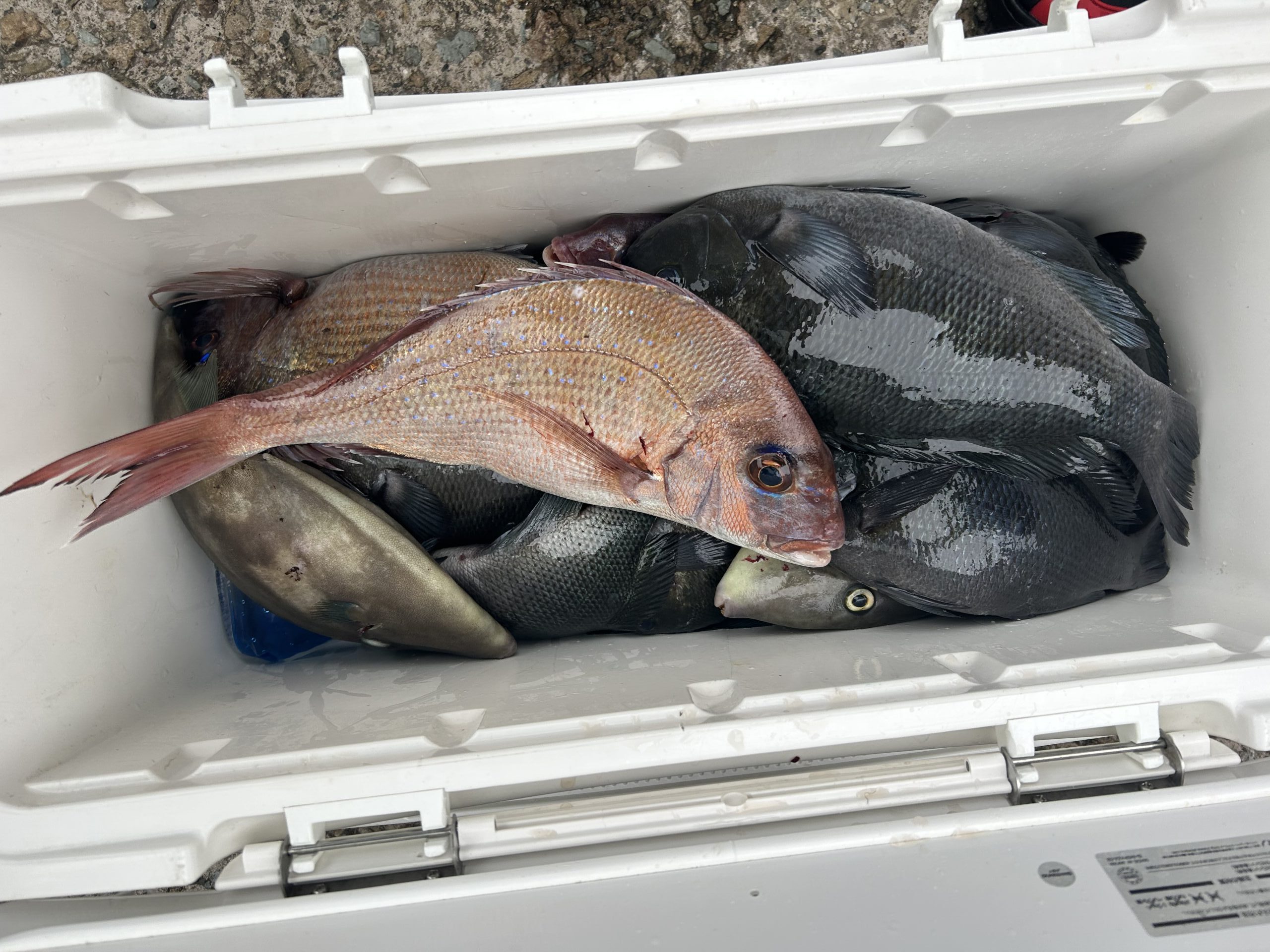 30日(木)グレ、マダイ、スズキ🐟