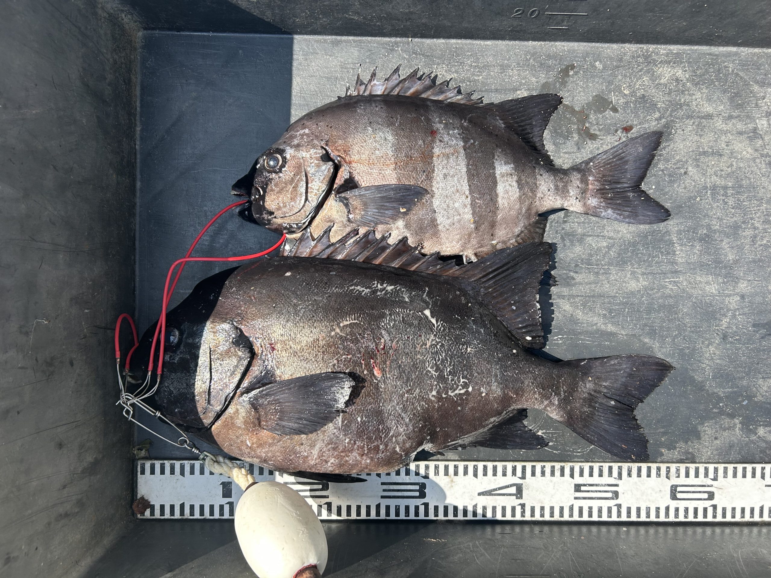 13日(土)イシダイGET🎣